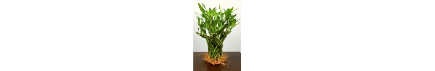 For Braided Dragon 2 Levels